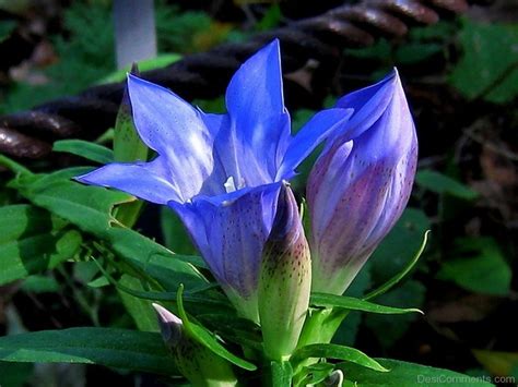 Image Of Japanese Gentian