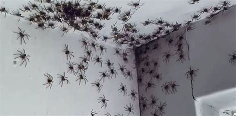 Watch Huntsman Spiders Invade Little Girls Bedroom