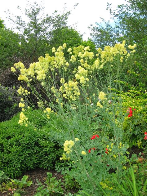 Most species earn their place in the garden with their foliage alone. Rotary Botanical Gardens - Hort Blog: Marvelous Meadow Rues