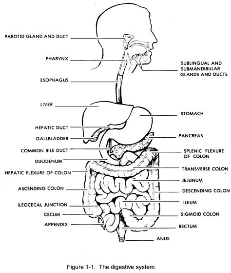 What does it look like? Images 06. Digestive System | Basic Human Anatomy