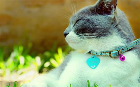 Grey And White Fur Cat Cat Collar Dazzling Light Spotted Hd