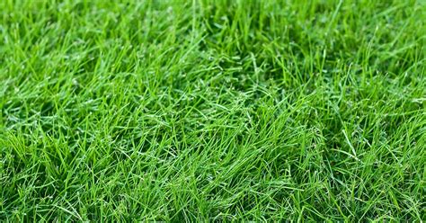 About Tall Fescue