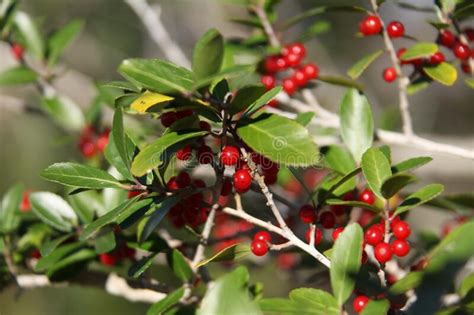 The Small Red Fruits Of Ilex Or Holly On The Branches Stock Photo