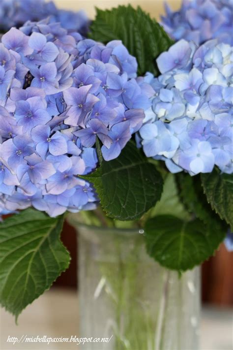 They smell so nice, but always, the next day and are drooping and are dead the next. HOW TO: STOP Hydrangeas Wilting As A Cut Flower...