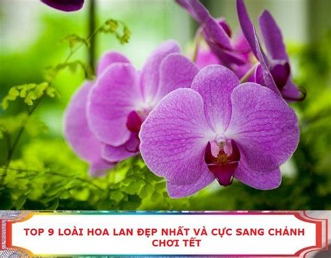 Loai Ha Lan Dep Nhat 10 Hoa Hoa Lan Màu Sắc