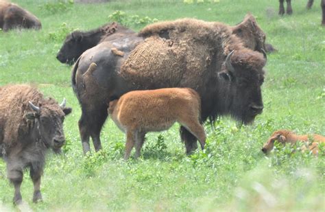 Bison Oklahomas State Animal News