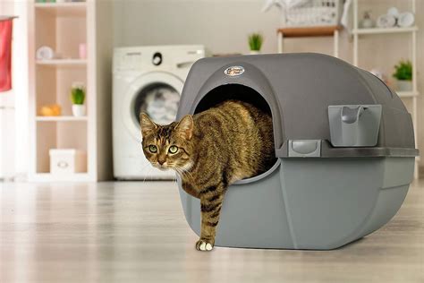 The 7 Best Cat Litter Boxes For Odor Control In 2022