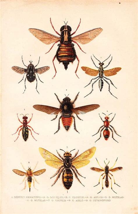 Vintage Insects Lithograph Natural History Print 1891 Entomology