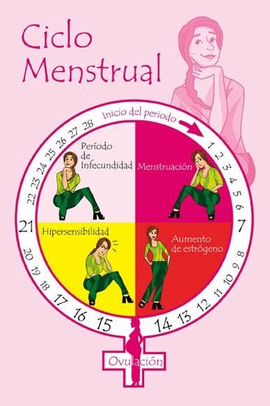 las mejores ideas de fases del ciclo menstrual ciclo menstrual my xxx hot girl