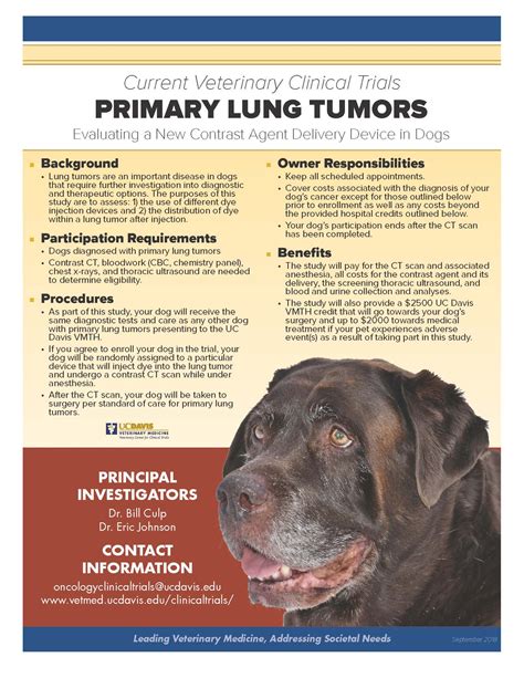 Is Lung Cancer In Dogs Common