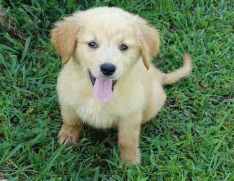 Golden retriever puppies call or text only no email 2266400823 we are looking for new homes for a littler of golden retriever puppies 8 weeks old and ready to go home 1st shots dewormed vet checked. Golden Pyrenees Puppy for Sale in Green Forest, Arkansas ...