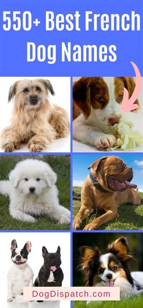 550 Best French Dog Names 2022 Updated Dog Dispatch