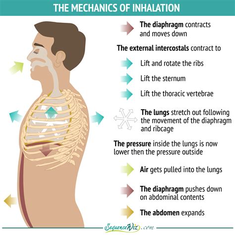 The Mechanics Of Inhalation Sequence Wiz