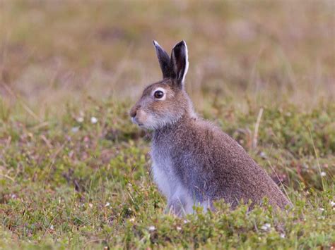 Lepus Othus Alaskan Hare Alaskahare