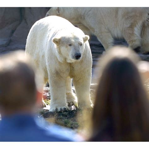 View Polar Bear Killed  Polar Bear Pictures