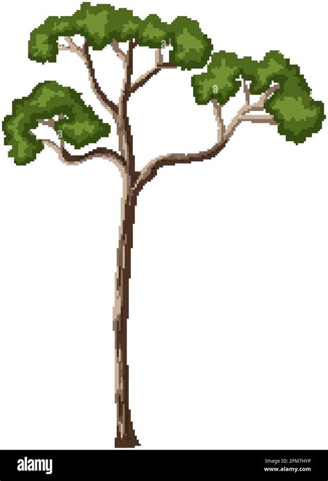 Single Rainforest Tree Isolated On White Background Illustration Stock