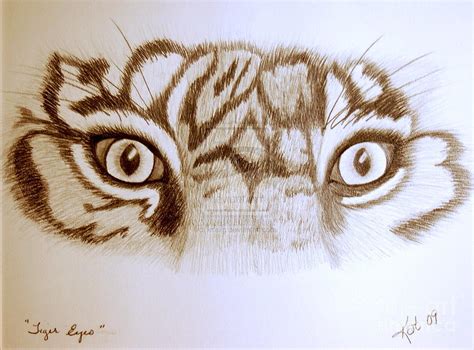 Tiger Eye Drawing At Getdrawings Free Download
