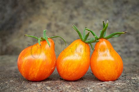 Orange Tomatoes Vertiloom