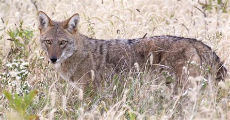 Minooka Woman’s Coyote Photo Captures October Forest Preserve Photo Contest Win Shaw Local