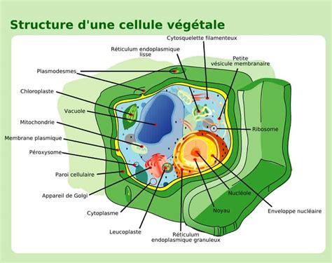 Différence entre la cellule animale et la cellule végétale