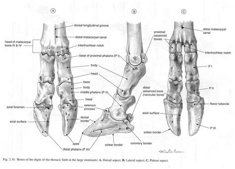 Anatomy Bones Leg Anatomy Animal Drawings