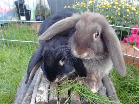 Lop Eared Rabbits Lop Eared Rabbits Photo 38480671 Fanpop