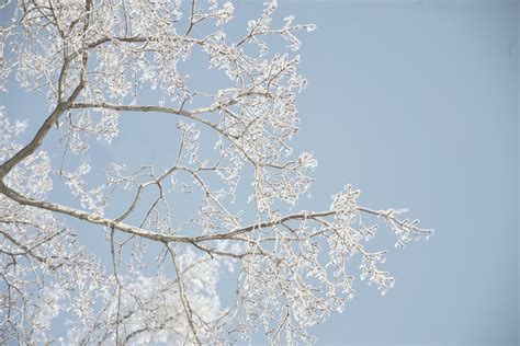 Free Images Tree Branch Snow Winter Plant Flower Frost Ice
