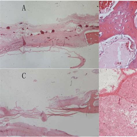 The ac will continue to run, as you can feel cool air coming out of the vents, but after 20 seconds it with then cut out completely then seconds later turn back on. (PDF) The effect of topical administration of simvastatin on entochondrostosis and ...