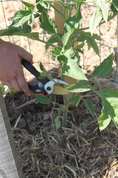 How To Prune Tomato Plants And Why Its The Secret To A Great Crop