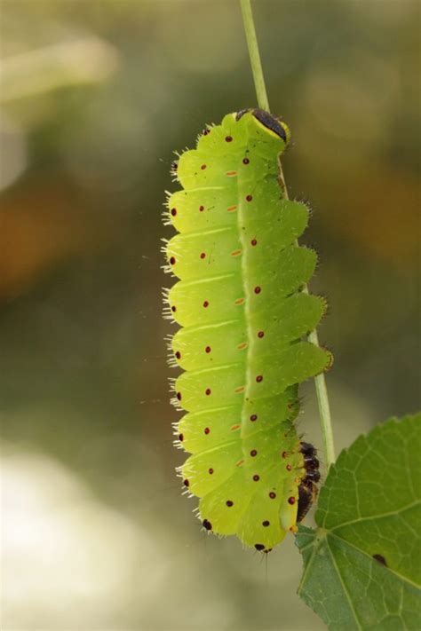 Luna Moth Caterpillars Vs Brown Anoles Research News