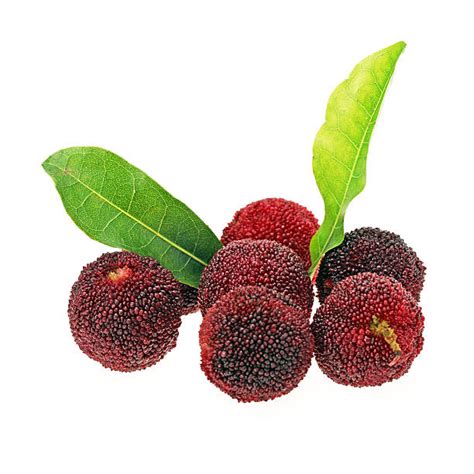 290 Ripe Waxberry Red Bayberry Stock Photos Pictures And Royalty Free