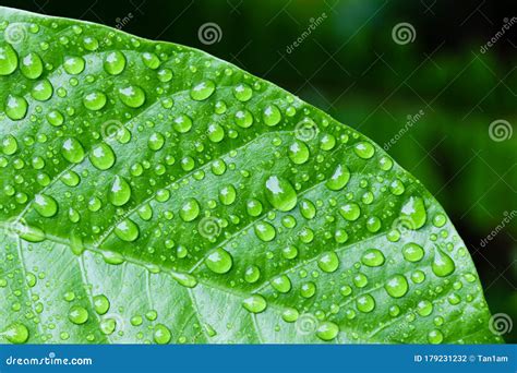 Raindrops On Green Leaf Closeup Stock Photo Image Of Rain Bright