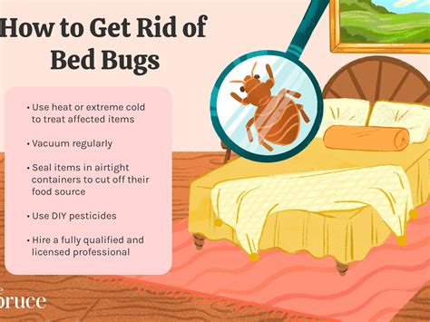 How To Get Rid Of Bed Bugs And Fleas Pest Phobia