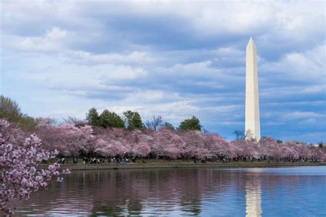 Washington Monument During Cherry Blossom Festival At The Tidal Basin