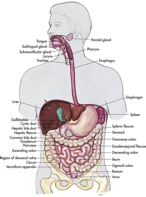 5 Care Of The Patient With A Gastrointestinal Disorder Nurse Key