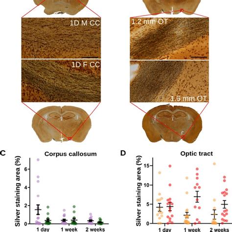 Silver Staining Outcomes Stratified By Sex In The Corpus Callosum Or By Download Scientific
