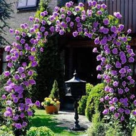 20 Rare Seeds Purple Climbing Rose Seed Flower For Planting Etsy