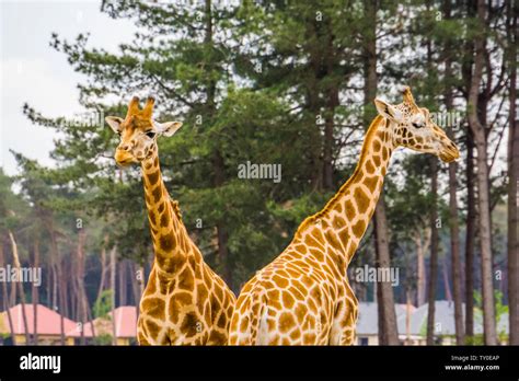 couple of nubian giraffes together, sub specie of the northern giraffe