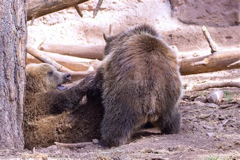 Grizzly Bear Cubs Wrestling Each Other Stock Image Image Of Mammal