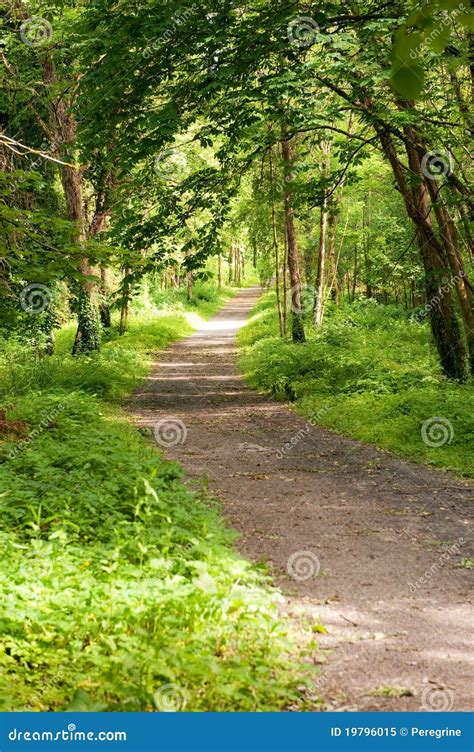 Footpath In The Forest Stock Image Image Of Country 19796015