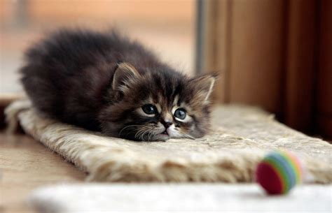 Lying Little Kitten Cat Cute Ball Inspirational Pictures