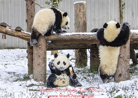 China Chengdu Panda Tours Panda Tour Panda Chengdu