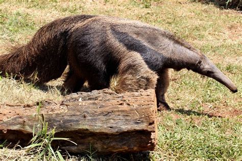 El Oso Hormiguero Gigante Est En Riesgo Haiman El Troudi