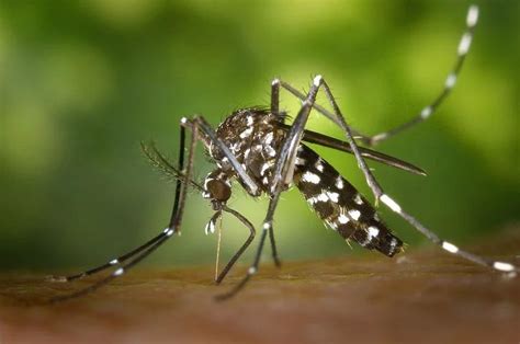 7 Jenis Nyamuk Paling Umum Di Dunia Beberapa Bahkan Sangat Mematikan