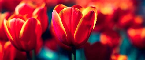 Baggrunde Sollys Blomster Natur Rød Tulipaner Gul Forår Lys