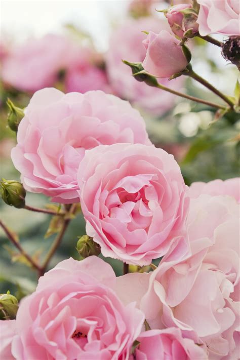 When And How To Prune Rose Bushes We Bet You Didnt Know This Gardenerdy