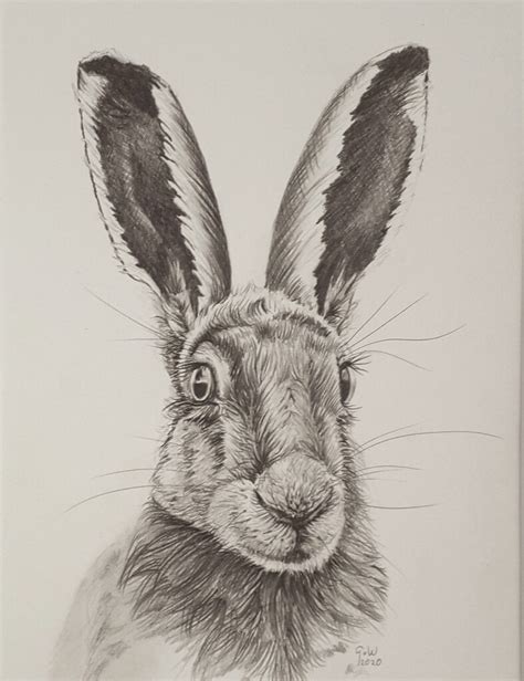 Brown Hare Pencil Drawing Work In Progress Pencil Drawing