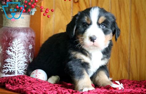 Duke is 3/4 bernese mountain dog and 1/4 german shepherd. Kurls | Bernese Mountain Dog Puppy For Sale | Keystone Puppies