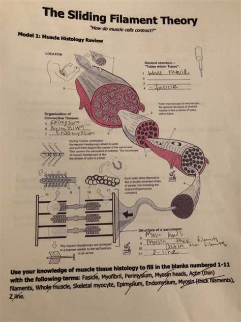 A Comprehensive Guide To The Human Anatomy Physiology Laboratory Manual