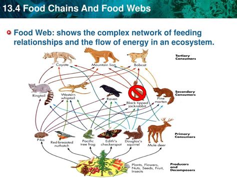 Ppt Key Concept Food Chains And Food Webs Model The Flow Of Energy In